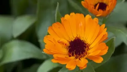 Medicinal Garden Kit 