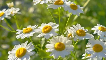  Medicinal Garden Kit 