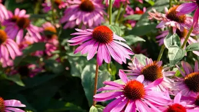  Medicinal Garden Kit 