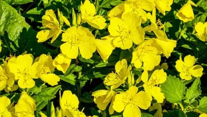  Medicinal Garden Kit 