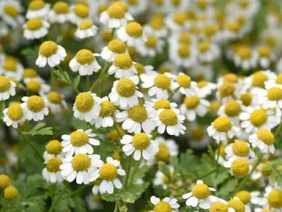  Medicinal Garden Kit 