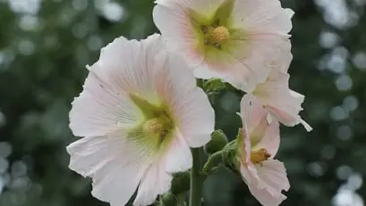  Medicinal Garden Kit 